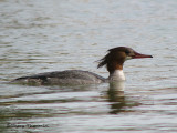 Common Merganser female 12a.jpg