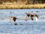 Gadwalls in flight 1a.jpg