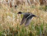 Northern Pintail in flight 1a.jpg