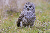 Barred Owl020.jpg