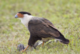 Caracara-38.jpg