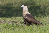 Juvenile Caracara 