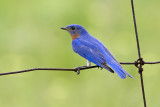 Eastern Bluebird007.jpg