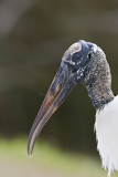 Wood Stork-25.jpg