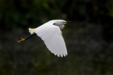 Snowy Egret-58.jpg