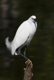 Snowy Egret-45.jpg