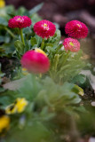 IMG_9655r.jpg