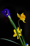 IMG_9547r.jpg