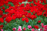 Tulips Dancing with the wind