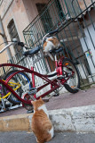 Cats in Istanbul