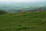 Prophet Khaled Cemetery