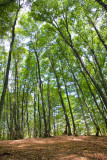 Nahar Khoran Forest