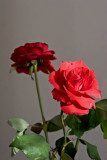Red Roze