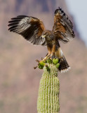 Juvenile Wings