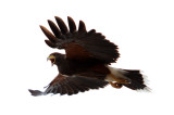 Harris Hawk Flying and Talking