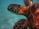 Honu Face