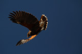 Harris Hawk Dive and Turn