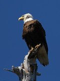Arizona Eagle