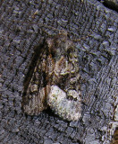 moth-04-08-2008-9.jpg