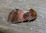 Schinia arcigera - 11128 - Arcigera Flower Moth