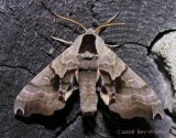 Smerinthus jamaicensis - 7821 - Twin-spotted Sphinx