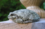 Hyla versicolor - Gray Tree Frog - photo 2