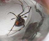 Brown Widow -  Latrodectus geometricus