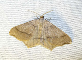 moth-4-29-03-2010.jpg