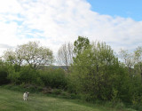 Sage in back yard - north mountain in background