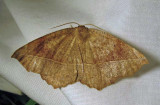 Eutrapela clemataria - 6966 - Curved-toothed Geometer