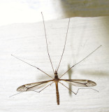 Tipula valida (?)