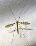 Epiphragma fasciapenne (?)