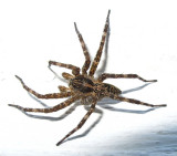 dolomedes-21-05-2010 (male)