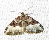 Epirrhoe alternata (Mueller) - 7394E - White-banded Toothed Carpet