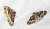 Euphyia intermediata - 7399a - Sharp-angled Carpet Moth