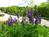 lupines-28-05-2010-1.jpg