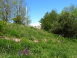 lupines-28-05-2010-2.jpg