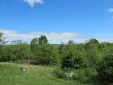 backyard-28-05-2010.jpg