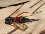 Ctenophora dorsalis (?) crane fly (female)