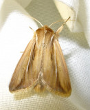 Dargida diffusa - 10431 - Wheat Head Armyworm Moth