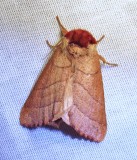 Datana ministra - 7902 - Yellow-necked Caterpillar Moth