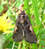 Xestia dolosa - 10942.1 - Black-letter Dart Moth