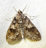 Palpita magniferalis - 5226 - Splendid Palpita