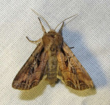 Lacanobia nevadae - 10296 - Nevada Arches Moth