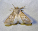 Acronicta dactylina - 9203 - Fingered Dagger Moth