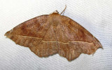 Eutrapela clemataria - 6966 - Curved-toothed Geometer