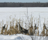 Wild Turkeys (Meleagris gallopavo) in cornfield - view 1