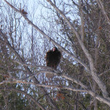 Turkey Vulture on White Oak tree