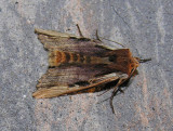 Xylena curvimacula - 9874 - Dot-and-dash Swordgrass moth