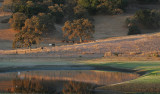 Morning Pond Vignette